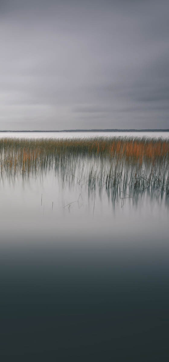 Immagine di una palude , con un cielo molto grigio